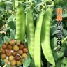 荷兰豆种子清甜脆嫩大肉高产春秋可种植豌豆荚种孑农家庭院蔬菜籽商品图