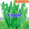 【下单发5包】豌豆尖种子豌豆苗种子无须豌豆尖种子商品图