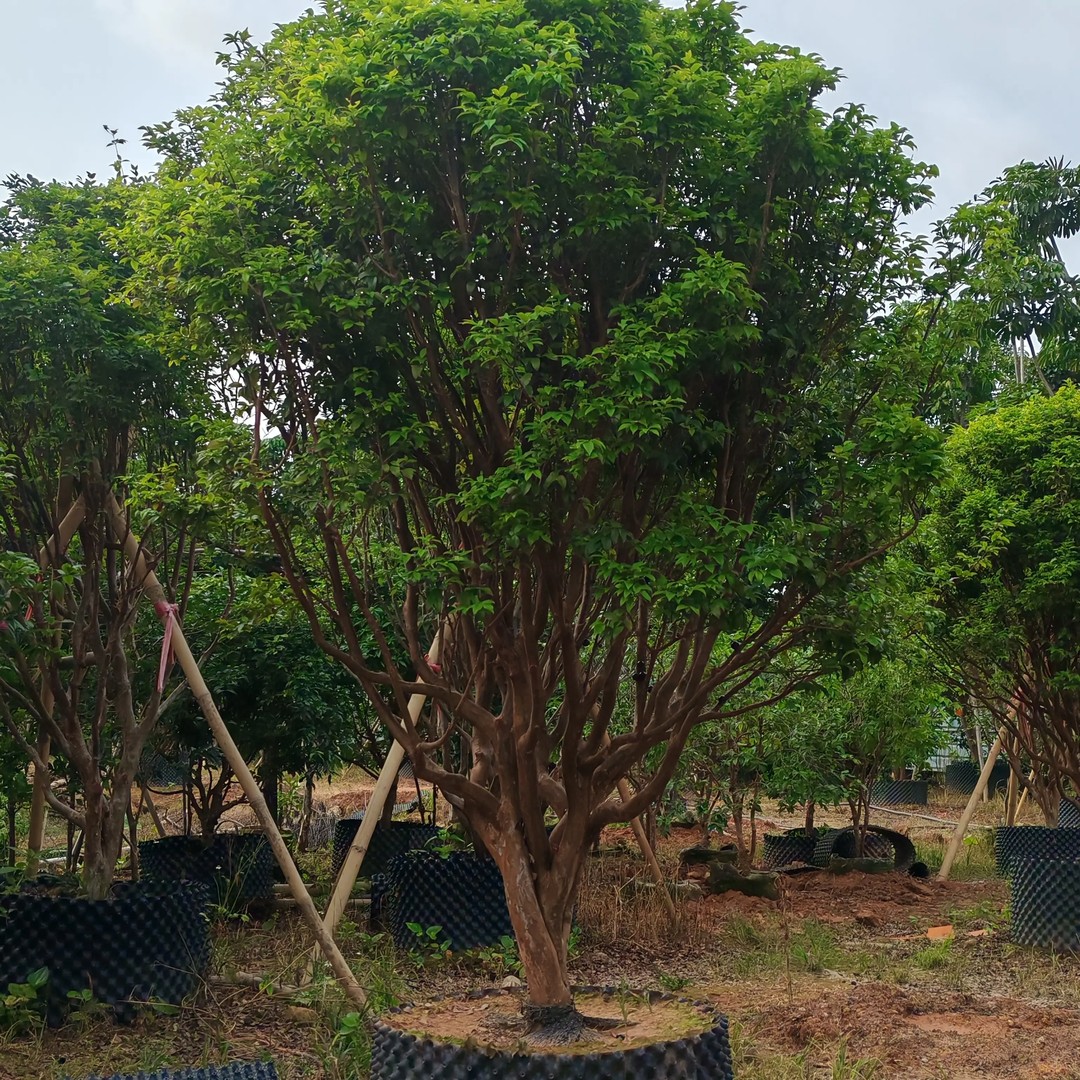 沙巴嘉宝果绿植植物大型白色果苗室外树苗水果庭院树葡萄一物一拍商品图